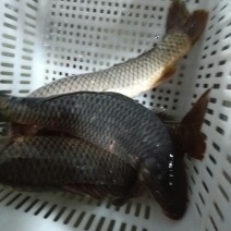 河鲤鱼食用1~2公斤