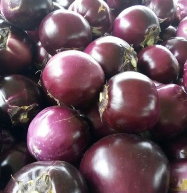 [茄子批发]大红袍圆茄 5两以上价格0.50元/斤 - 一亩田