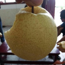 礼泉酥梨60~100g纸袋
