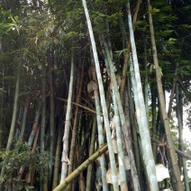 苦竹14~15m