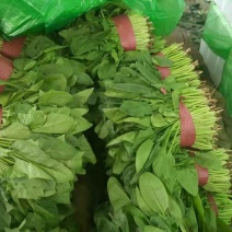 大叶菠菜20~25厘米