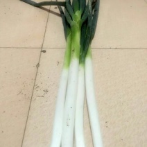 长白大葱40cm以上毛葱3cm左右