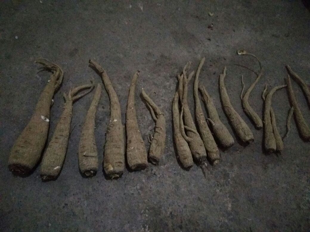 白芷植株整体形态
