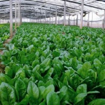大叶菠菜15~20厘米