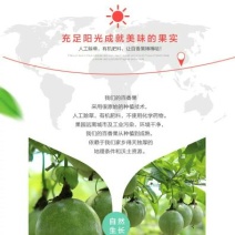 百香果紫果90~100g