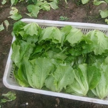 意大利生菜6两~7两