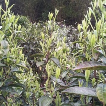 本山茶一级