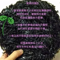 福建紫菜现货供应无杂质烘烤干无沙圆饼紫菜口感好嫩