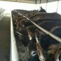 肉驴苗