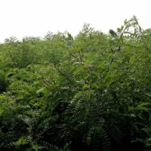 紫穗槐6~8cm1.5~2米