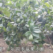 柠檬苗50~80cm