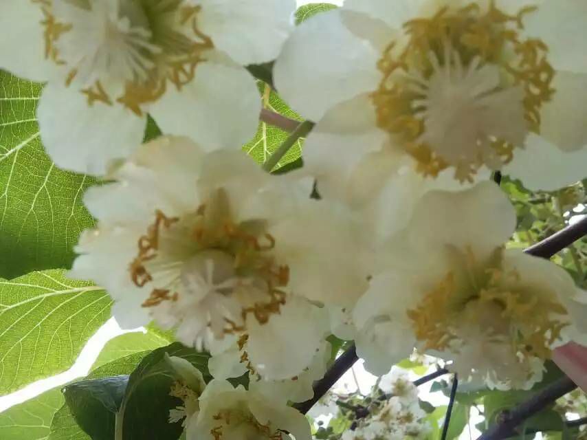 一株猕猴桃植株同时展示雌花与雄花结构,用于说明两性花特征;背景为实验室环境,配有放大镜和标尺,清晰显示花蕊细节 图片描述