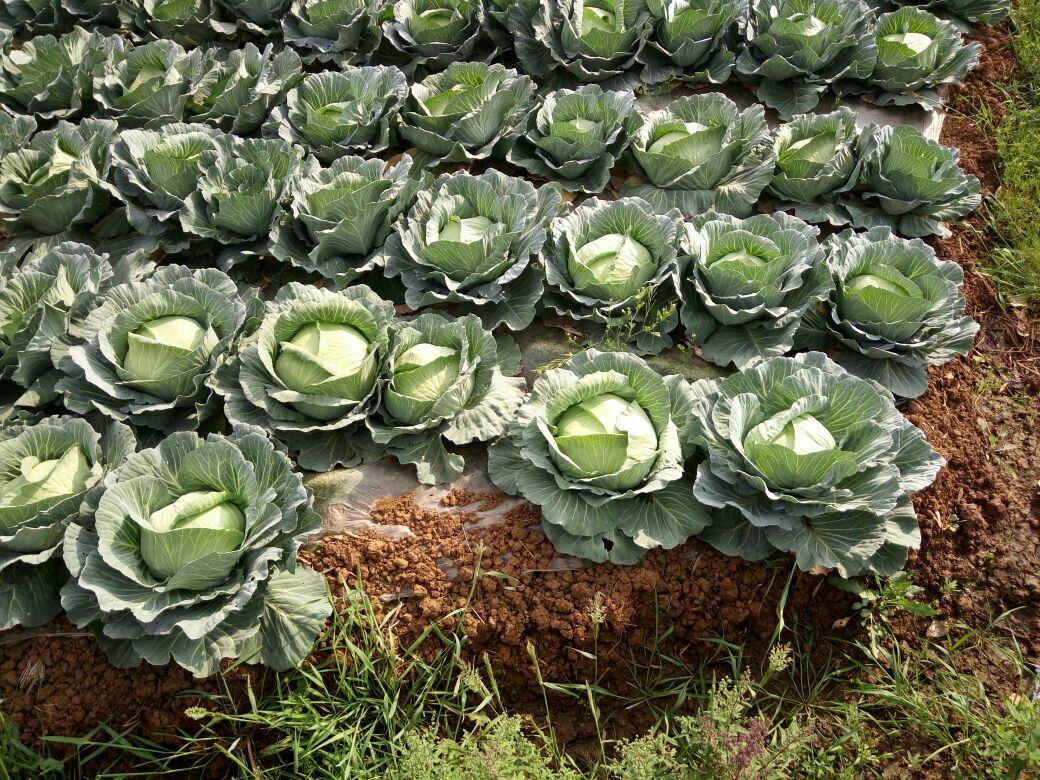 京丰1号甘蓝种植时间分布图