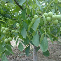 延安黄龙杂果青皮核桃