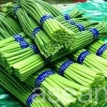 冷库蒜薹热销中40~50厘米。。。。。。。。。。。