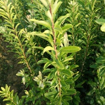杨梅树30~50cm