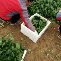 全能菠菜15~20厘米
