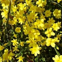 迎春花1~1.5米