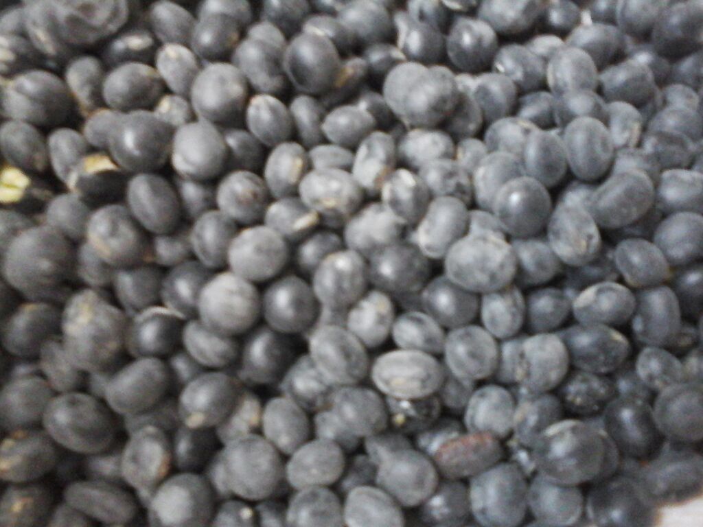 黑豆的特写展示