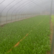 紫油麦菜20~25厘米以上