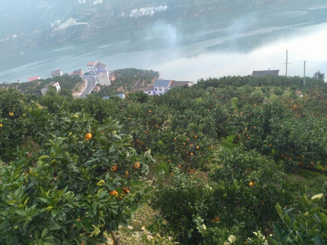 秭归伦晚夏橙地理标志授权企业授牌仪式现场