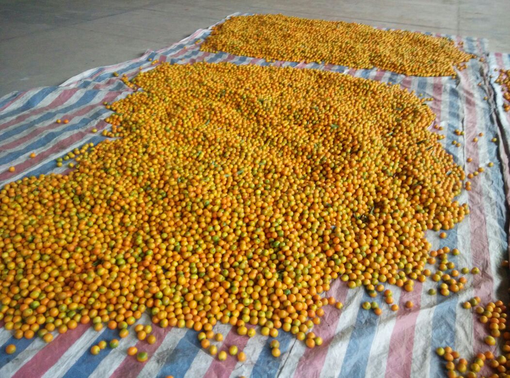 金桔自然晒干过程