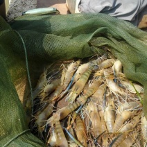 沼虾