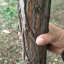 山槐8~10cm8~10cm1~2米