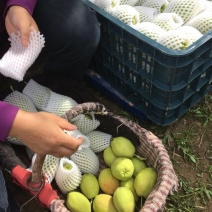 库尔勒香梨