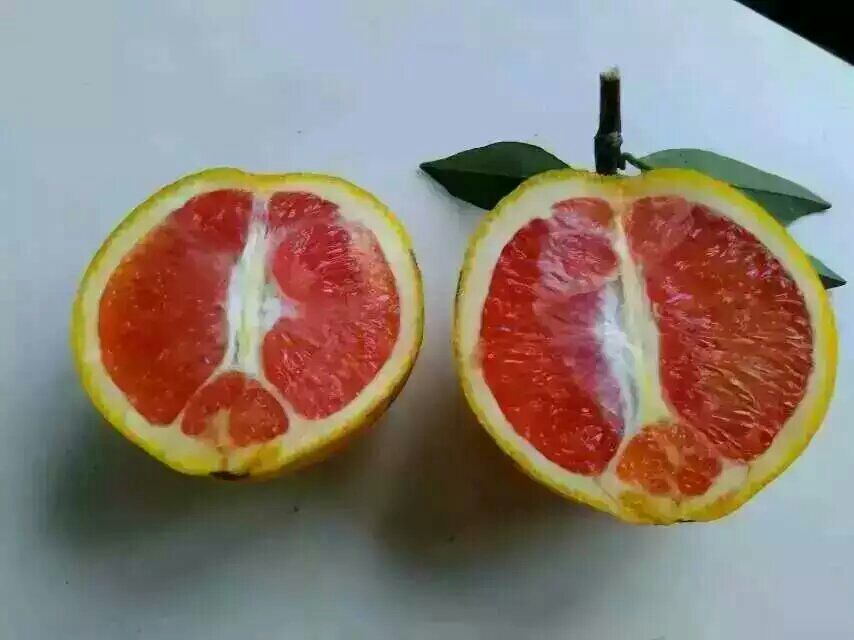 切开的红心脐橙,果肉呈深红色,汁水丰富,果粒分明 红心脐橙切开