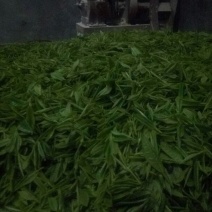 古树茶特级