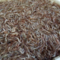 河虾冰鲜虾26~30只/kg