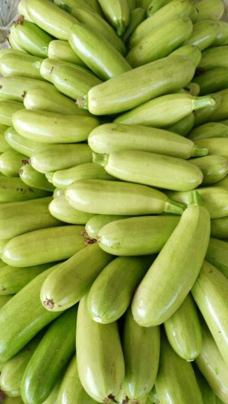 [西葫芦批发]西葫芦 ,绿皮西葫芦,半斤以上价格0.90元/斤 - 一亩田