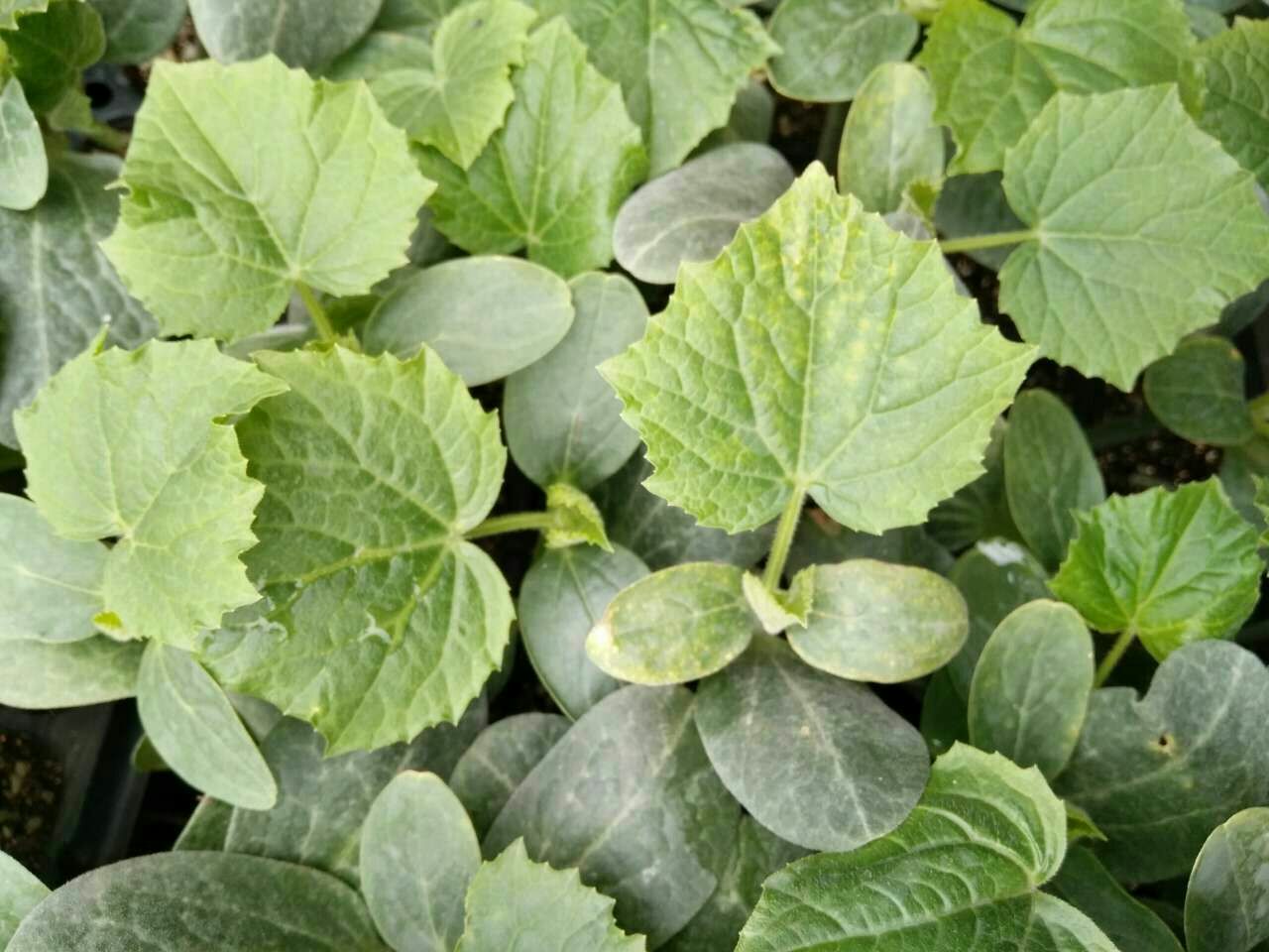 展示甜瓜植株上不同类型黄叶的特写照片,包括老叶边缘黄化、新叶脉间失绿、整株淡黄以及斑驳状黄化,背景为田间环境,便于农户对照识别 甜瓜不同黄叶类型对比图