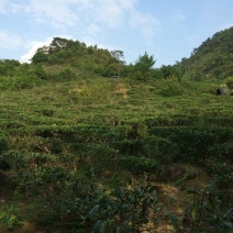 本山茶一级