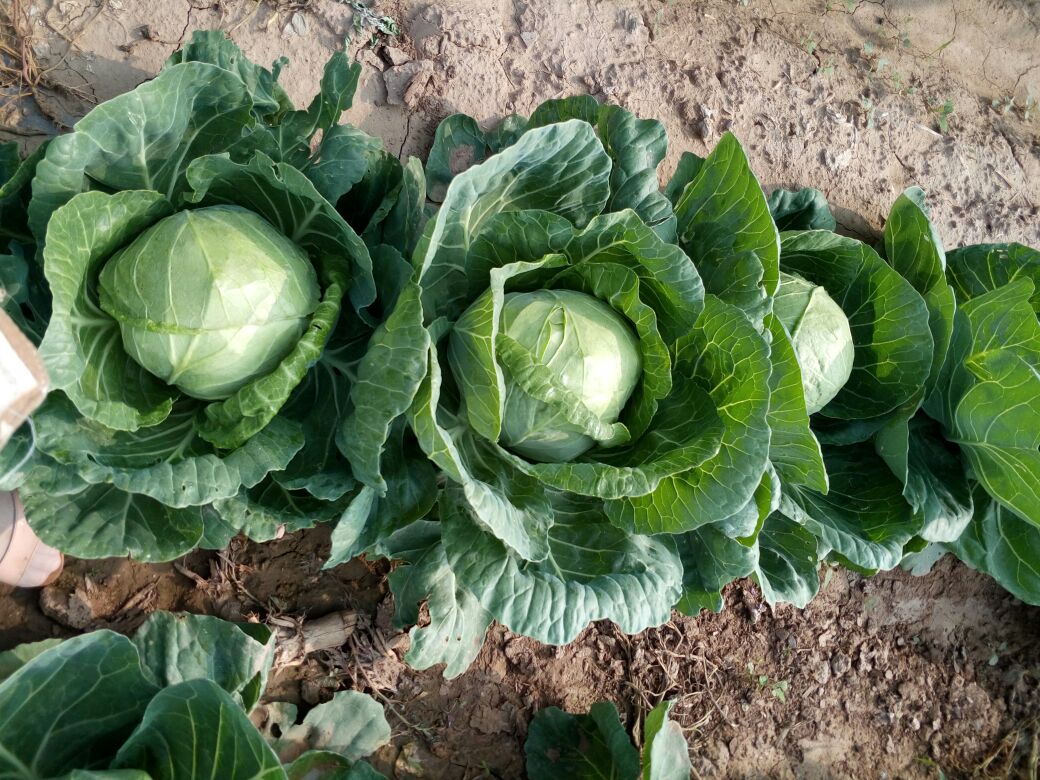 紫甘蓝与卷心菜植株对比图
