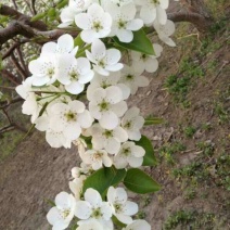 香水梨100~150g光果