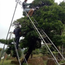 罗汉松树桩15~20cm