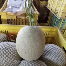 网纹瓜2斤以上长圆形
