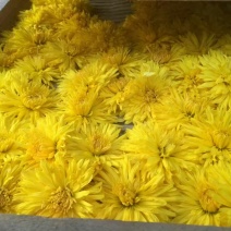 菊花茶