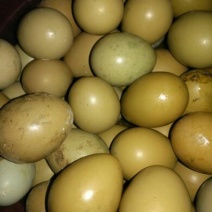 野鸡蛋食用50g以下