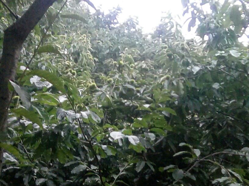 广西省百色市田林县境内连片分布的板栗种植园,位于喀斯特丘陵地带,树木整齐排列,树冠浓密,地面覆盖枯叶,远处可见蜿蜒山路和零星农户房屋,季节为初秋,部分果树已挂果 桂西北山区板栗种植基地航拍图