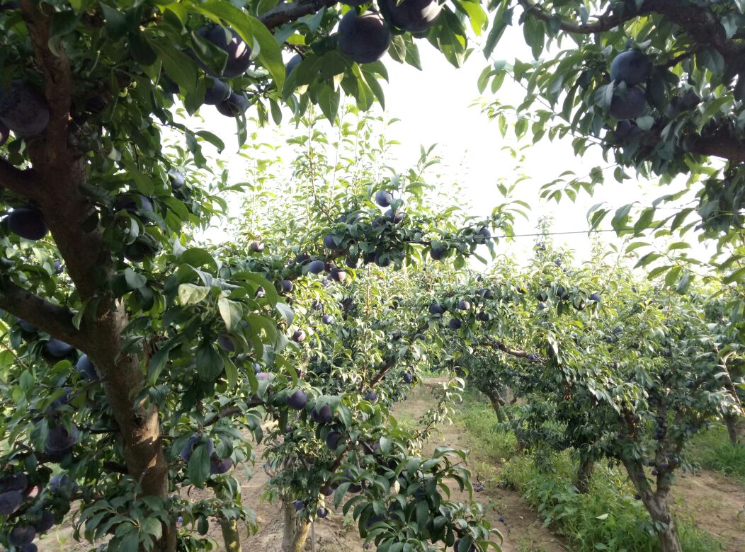 展示黑宝石李子果园中的果树,枝叶茂盛,果实挂满枝头,背景为高原阳光下的果园环境 黑宝石李子果园