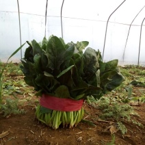 大叶菠菜