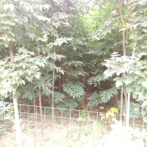 黄山栾树4~6cm4cm以下3~3.5米