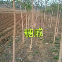 连翘苗30~40cm
