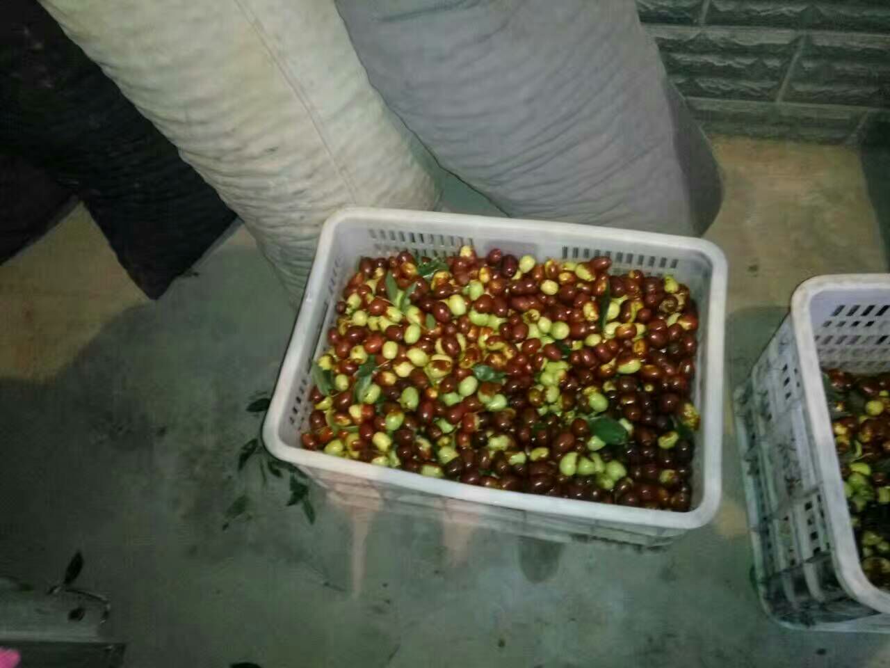 拾枣全过程示意图