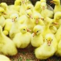 狮头鹅苗250g以下