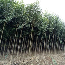 大叶女贞4cm以下
