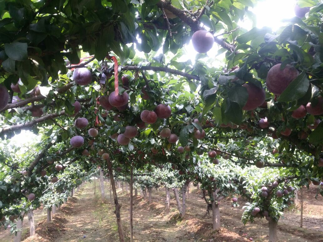 高原地区标准化种植的黑宝石李果园,整齐排列的果树与果实挂枝景象 黑宝石李果园种植场景
